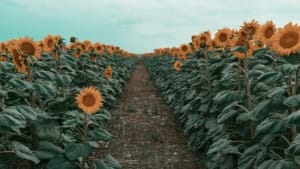 Lubbock Lease Homes: Rows of tall sunflowers with bright yellow petals line both sides of a dirt path, stretching toward the horizon under a cloudy blue-green sky typical of Lubbock Texas climate.